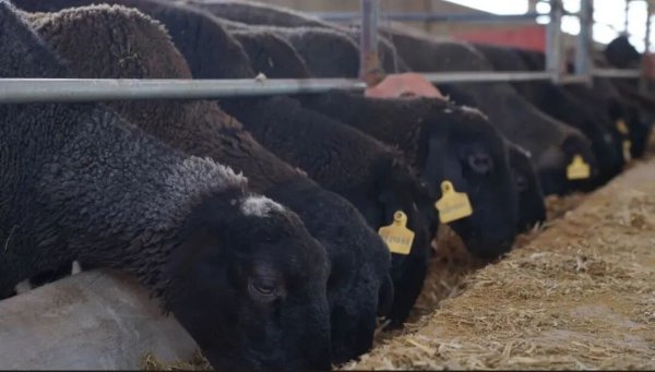 元富证券 新疆柯坪：“创新方法论”激活农特产业